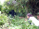 The Gorilla Mountains in Uganda Images